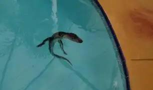 EE.UU: familia quedó sorprendida tras encontrar cocodrilo en su piscina