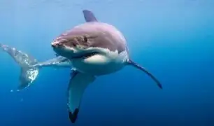 Estados Unidos: joven es atacado por tiburón y salva de morir tras ser rescatado por su padre