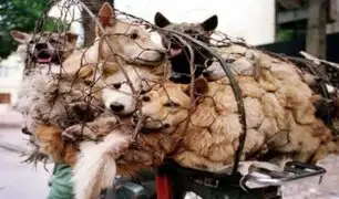 China: abrió sus puertas feria de carne perro en plena crisis sanitaria por la COVID-19