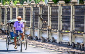 Tailandia realiza esterilización masiva en monos tras alarmante invasión