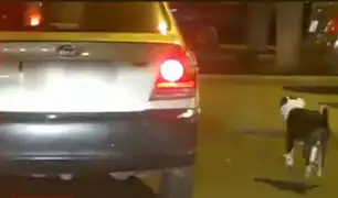 Surquillo: chófer es captado abandonando a su mascota en plena avenida