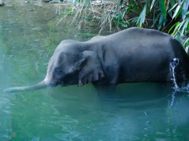 Elefanta preñada muere tras consumir fruta con pirotécnicos
