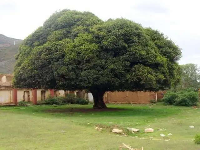 Minagri aprueba plan para recuperación del emblemático árbol de la Quina