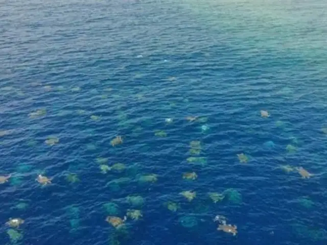 Miles de tortugas marinas fueron captadas por dron en Australia