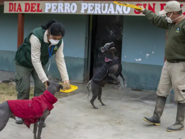 Día del Perro Peruano: Lucas y Ludovico celebran esta fecha en el Parque de Las Leyendas