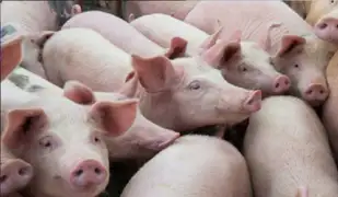 EEUU: alertan de nueva cepa de coronavirus en cerdos que podría propagarse a humanos
