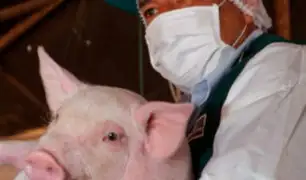 Minagri: virus detectado en cerdos en China no afecta producción porcina del Perú