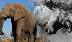 Encuentran cientos de elefantes muertos en Botswana
