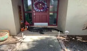 EE.UU: familia encontró caimán de casi 3 metros en la puerta de su casa