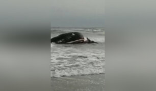 Hallan cadáver de ballena de más de 10 toneladas en playa de Puerto Eten