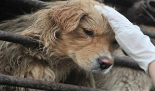 Camboya: región de Siem Reap prohibió comercio de carne de perro