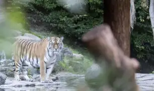 Tigre siberiano mata a cuidadora de zoológico en Suiza