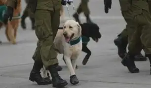 Carabineros de Chile entrenan a perros para detectar a la COVID-19