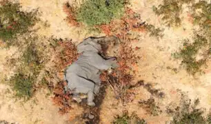 Investigadores temen que misteriosa muerte de elefantes en Botsuana podría ser causada por un nuevo virus