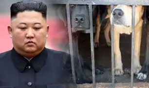 Corea del Norte: compran perros para abastecer restaurantes ante escasez de comida