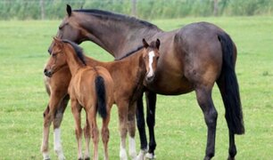 Argentina: suero de caballos podría ser clave en una cura contra el COVID-19