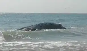 Piura: pobladores rescatan a ballena varada en una playa