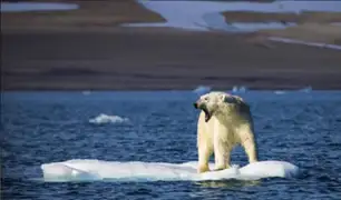 Osos polares podrían extinguirse antes de 2100, según estudio