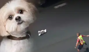 EEUU: policía persiguen durante 8 minutos a un perro por una carretera para ponerlo a salvo