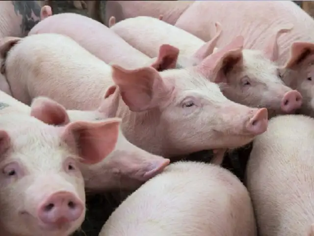 Especialistas advierten que nuevo virus proveniente de los cerdos podría convertirse en pandemia