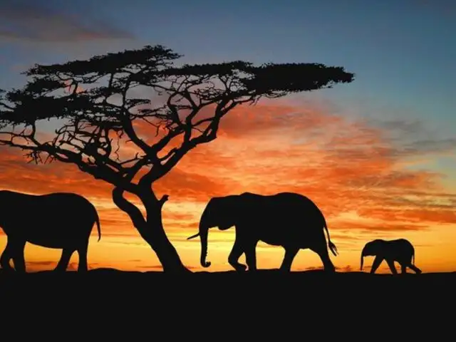 Repentina muerte de al menos 275 elefantes en Botsuana preocupa al mundo
