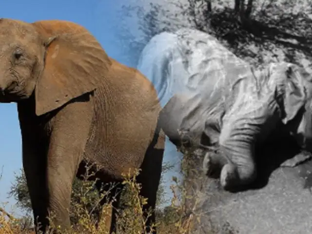Encuentran cientos de elefantes muertos en Botswana