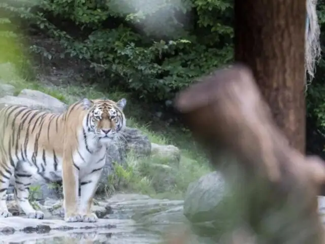 Tigre siberiano mata a cuidadora de zoológico en Suiza