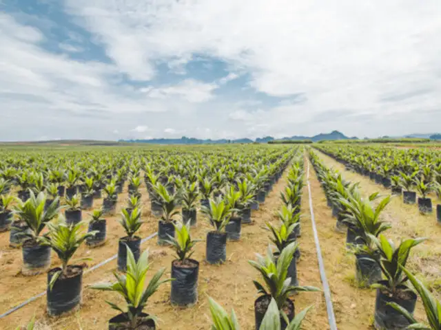 Concytec elabora envases biodegradables con residuos sólidos de palma aceitera