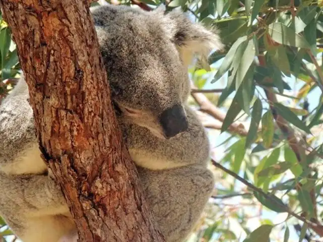 Australia: koalas regresan a su habitat tras sobrevivir a devastadores incendios