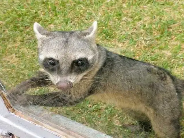 Parque de las Leyendas alberga por primera vez a un mapache sudamericano