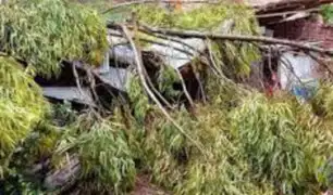 Áncash: árbol de eucalipto cae y destruye dos viviendas