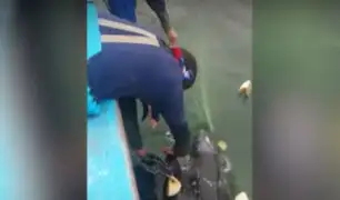 Tumbes: pescadores liberan a tortuga que había quedado atrapada en redes