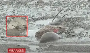 Miraflores: peligroso desmonte en playa Los Delfines