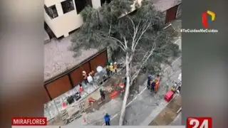 Miraflores: Cae árbol de eucalipto en una calle y deja una persona herida