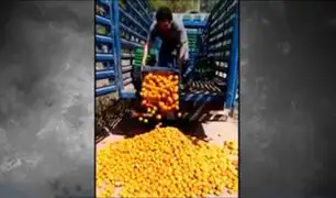 Junín: agricultor arrojó sus naranjas a la carretera por bajos precios y falta de venta