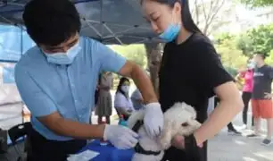 Disponen que todos los perros tengan microchip en ciudad china