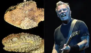 Nueva especie de serpiente venenosa es nombrada como el vocalista de Metallica