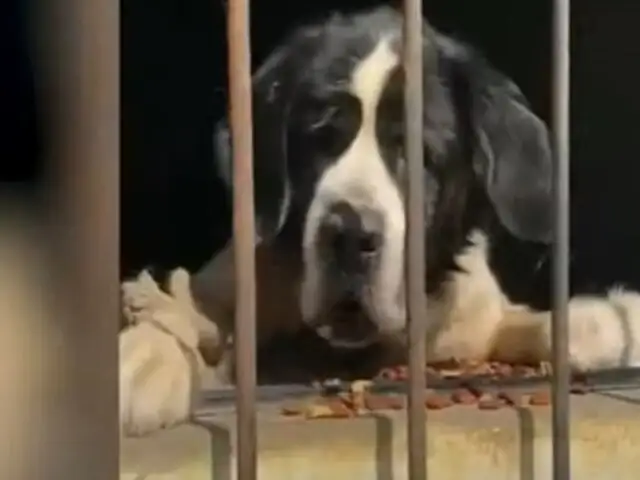 Rescatan a una perra San Bernado desnutrida que vivió encadenada desde hace varios meses