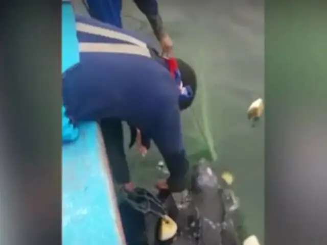 Tumbes: pescadores liberan a tortuga que había quedado atrapada en redes
