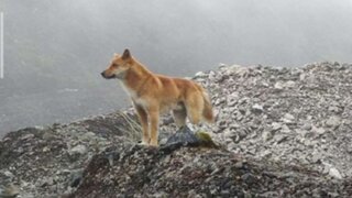 Hallan ejemplares salvajes del perro cantor de Nueva Guinea que se creía ya estaban extintos