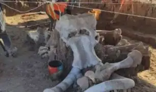 México: descubren restos de al menos 60 mamuts en construcción de nuevo aeropuerto en CDMX