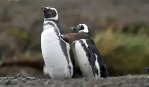Brasil: pingüino es hallado muerto tras ingerir mascarilla