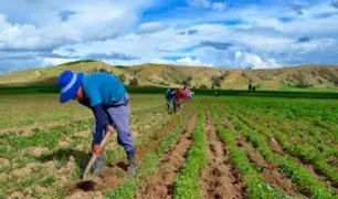 Perú destinó más de S/ 4000 millones para reactivar el agro