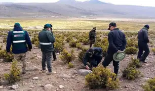 Realizan amplio operativo contra cazadores furtivos de vicuñas en Tacna