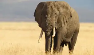 Hallan al causante de la muerte de más de 300 elefantes en Botsuana