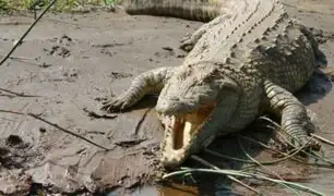 Miles de cocodrilos se escapan de criadero en Sudáfrica