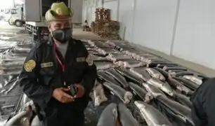 Tumbes: incautan 11 toneladas carne de tiburón que iba a comercializarse en el país