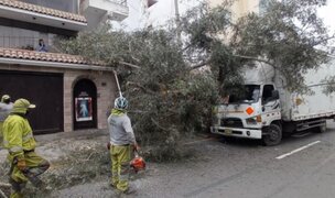 Multan a chofer con más de 13 mil soles por derribar árbol y poste en Surco