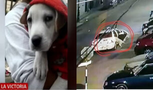 La Victoria: Continúa la búsqueda de "Zeus", el perro de los bomberos que fue robado hace 5 días