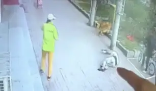 Hombre terminó noqueado tras caerle un gato en la cabeza cuando paseaba a su perro